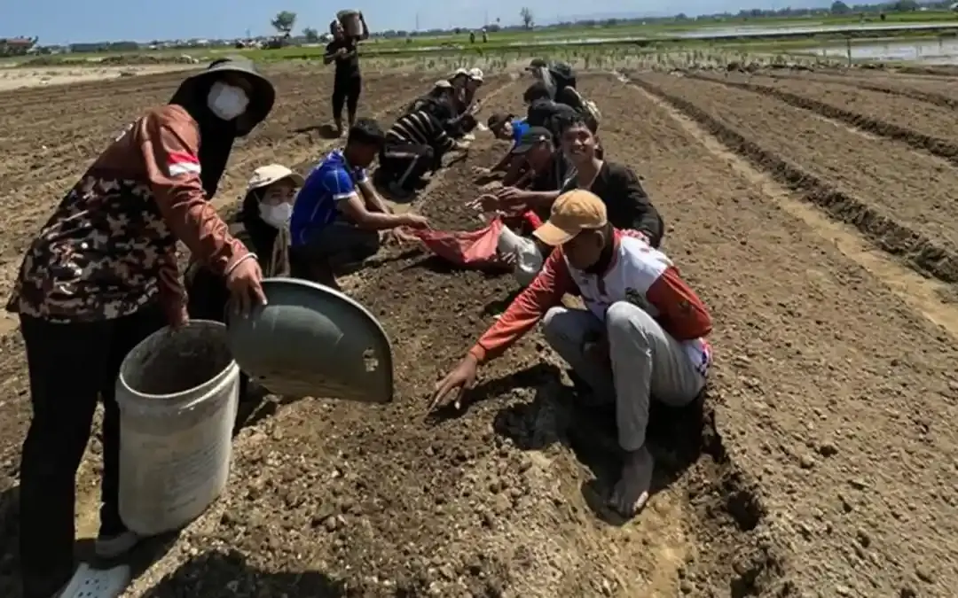 Mahasiswa UBBG Kembangkan Mini Garden Pascabanjir, Warga Tiba Mesjid Targetkan Panen Sayur Sebelum Idul Fitri
